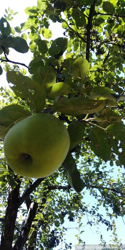 Про Нафочку. Озорница — Гибриды шарнирных кукол (не БЖД): подбор тела