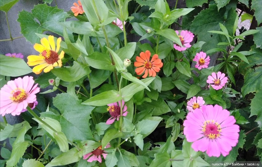 Про Нафочку. Озорница — Гибриды шарнирных кукол (не БЖД): подбор тела (фото 8)