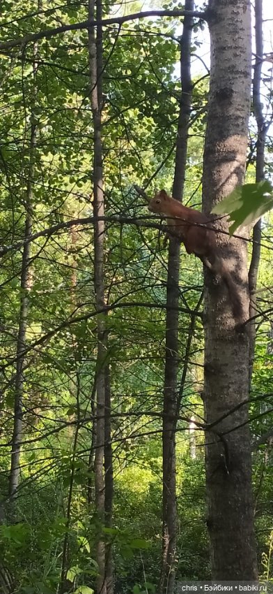 Хайкинг с куклами — Туризм и путешествия: фотоотчеты из поездок (фото 6)
