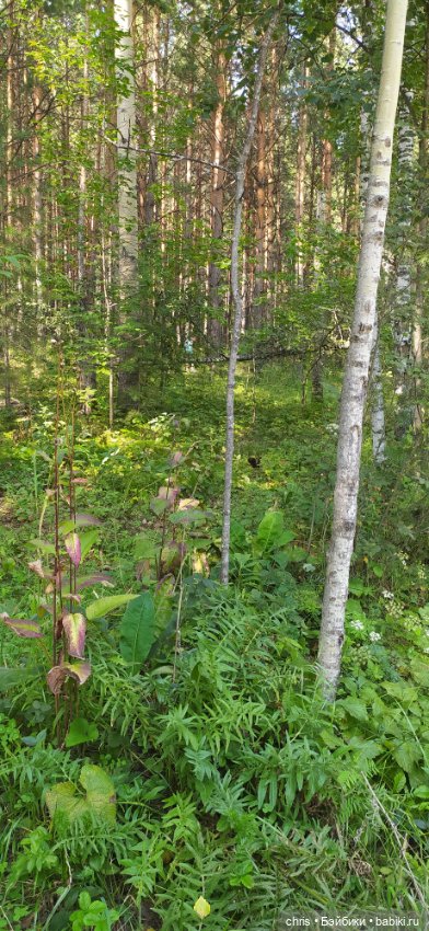 Хайкинг с куклами — Туризм и путешествия: фотоотчеты из поездок (фото 4)