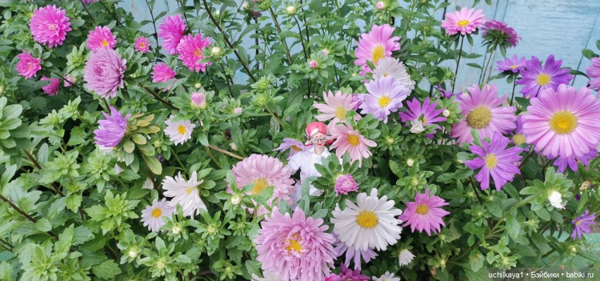 Кибербарышня Хани — Коллекционные экшн