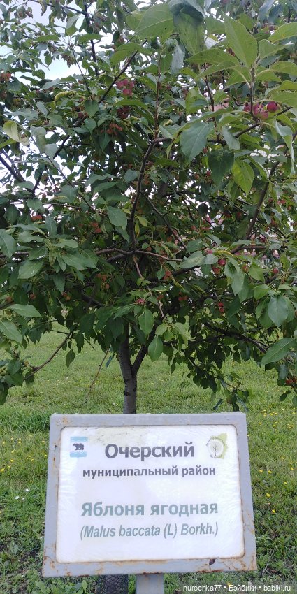 Про Нафочку. Вальс цветов