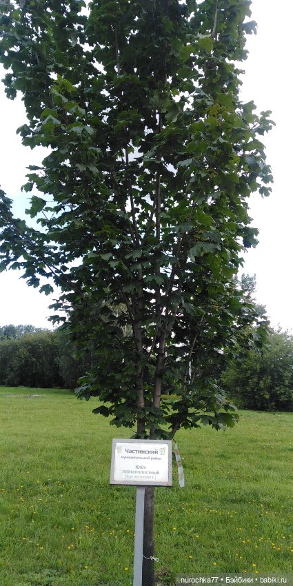 Про Нафочку. Вальс цветов