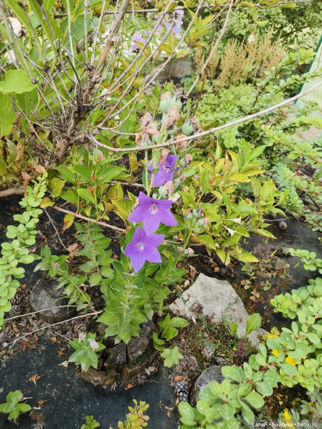 Девочки отдыхают за городом (Vestida de Azul, Китай)l