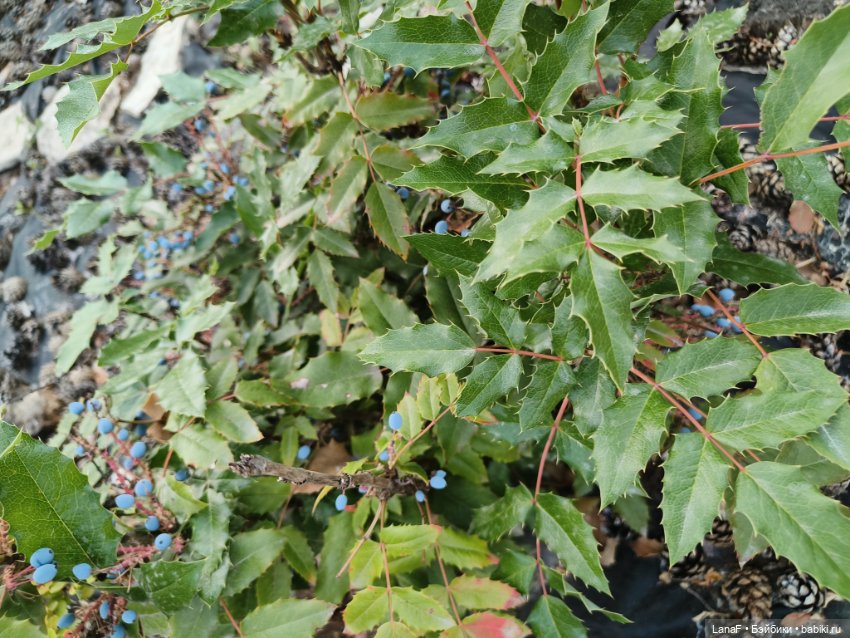 Девочки отдыхают за городом (Vestida de Azul, Китай)l (фото 4)