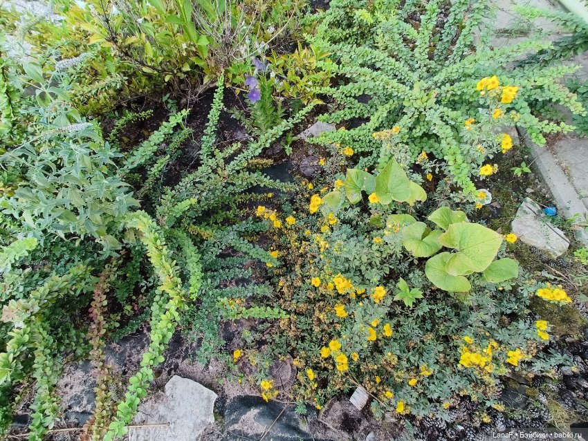 Загородная поездка. Продолжение. (Куклы Габриэль Мюллер Gabriele Muller (фото 2)