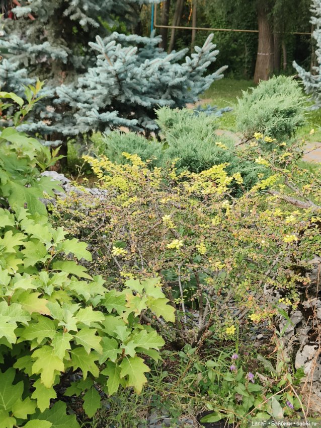 Загородная поездка. Продолжение. (Куклы Габриэль Мюллер Gabriele Muller (фото 6)