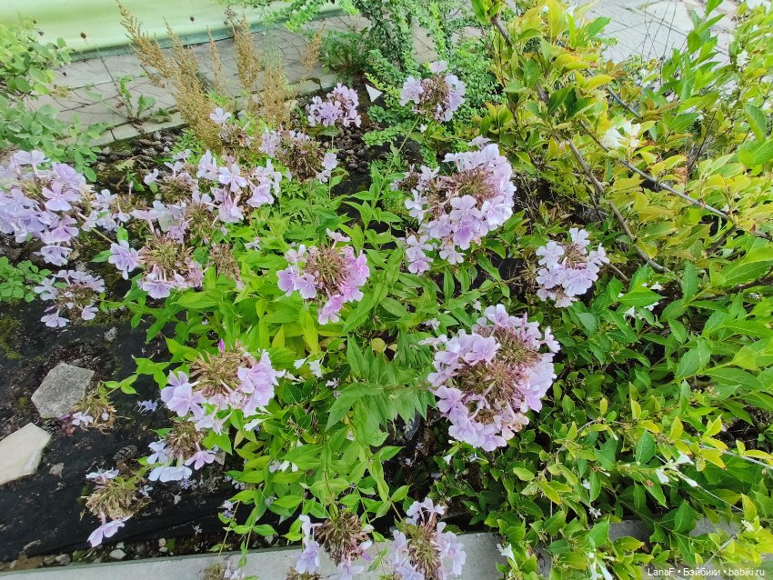 Загородная поездка. Продолжение. (Куклы Габриэль Мюллер Gabriele Muller (фото 4)