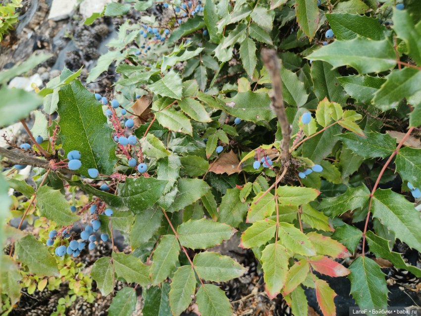 Девочки отдыхают за городом (Vestida de Azul, Китай)l (фото 3)