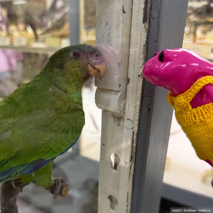 Биби. Питер. Август 2024 — Туризм и путешествия: фотоотчеты из поездок (фото 4)