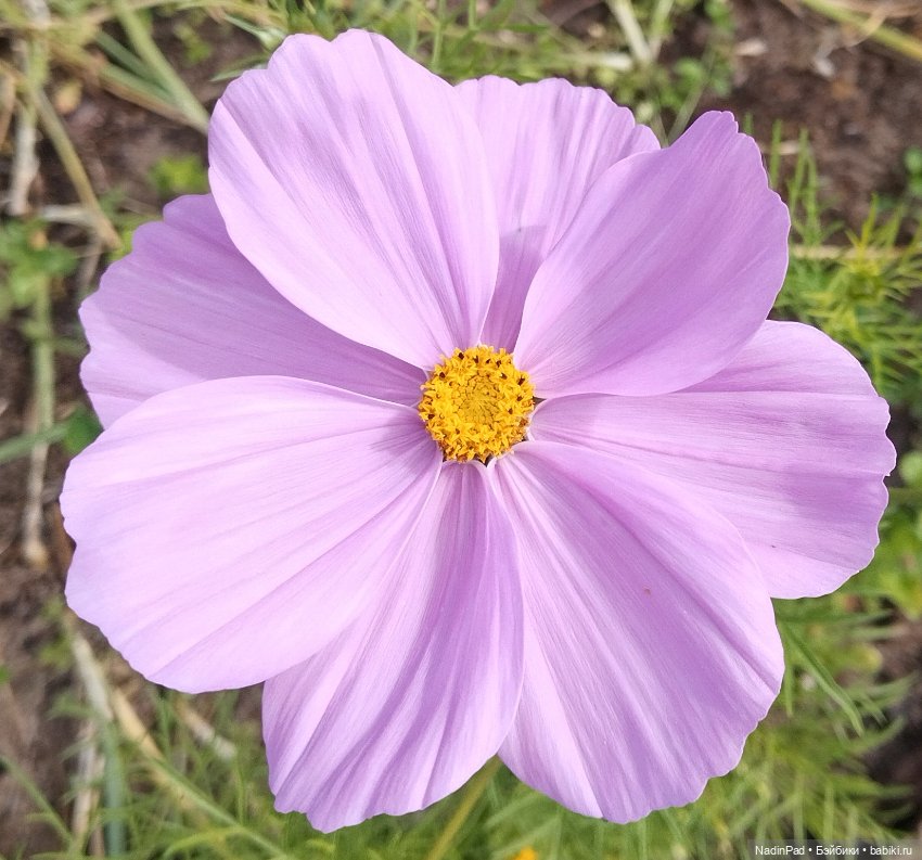 Утренние цветы — Игровые куклы разных производителей (Разное): редкие бренды (фото 7)