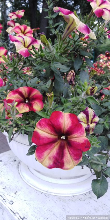 Про Нафочку. В парке имени Горького в Перми (фото 7)