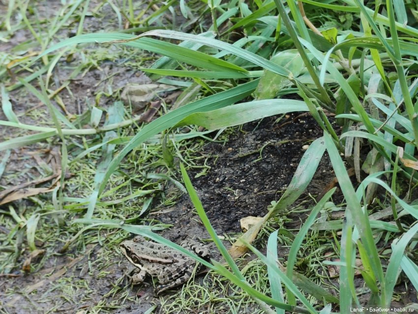 Ну где же лягушка?? 🐸....(Мини Адора mini Adora) (фото 6)