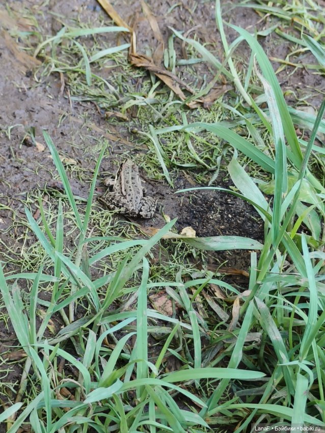 Ну где же лягушка?? 🐸....(Мини Адора mini Adora) (фото 7)