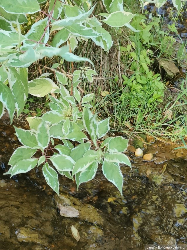 Ну где же лягушка?? 🐸....(Мини Адора mini Adora)