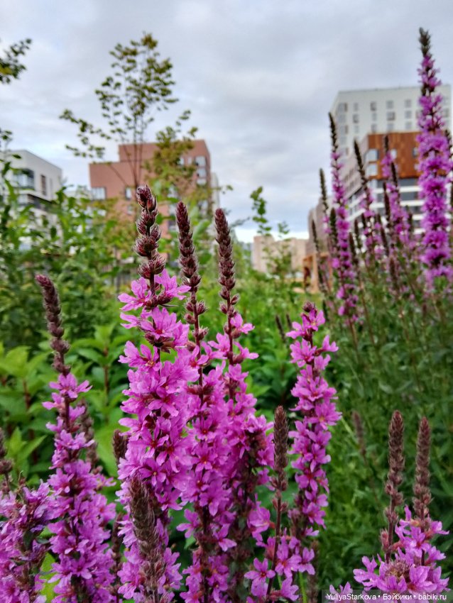 Два Стича — Куклы Fairyland (ФэйриЛэнд): BJD (БЖД)