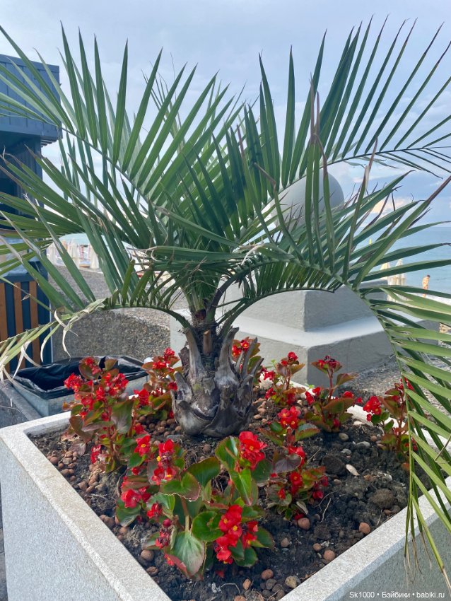 Утро Кэрри 🌴 — Куклы Barbie (Барби): Looks