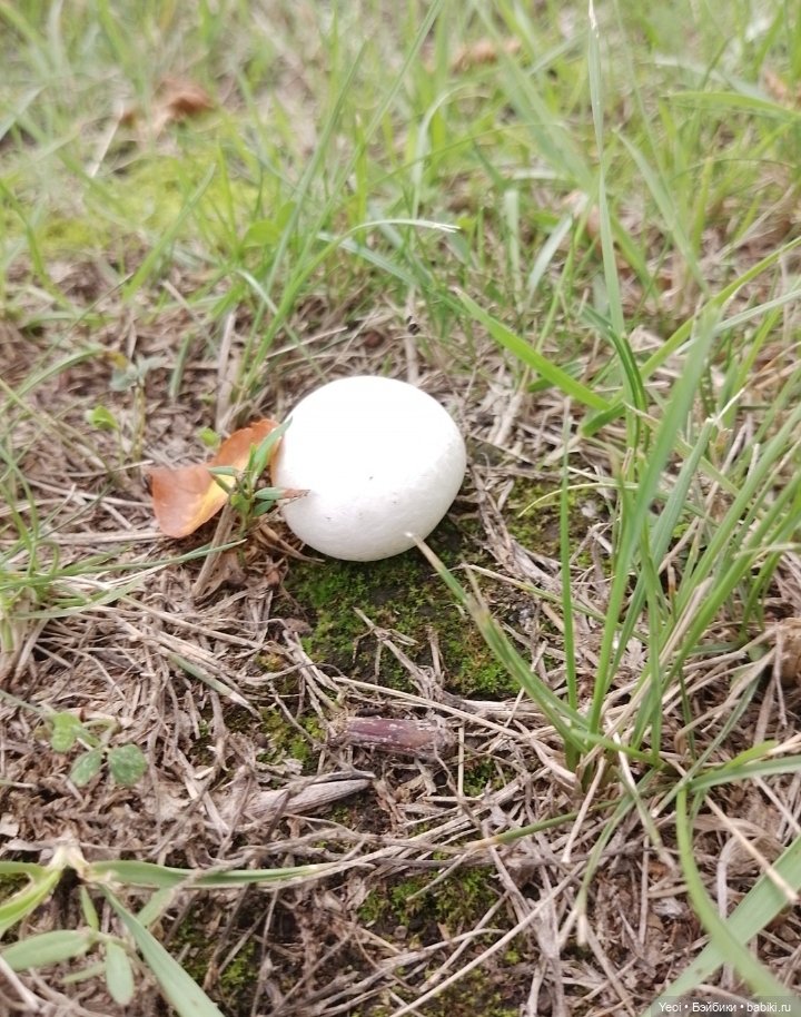 Две Клодин Вульф (3G) на прогулке✨