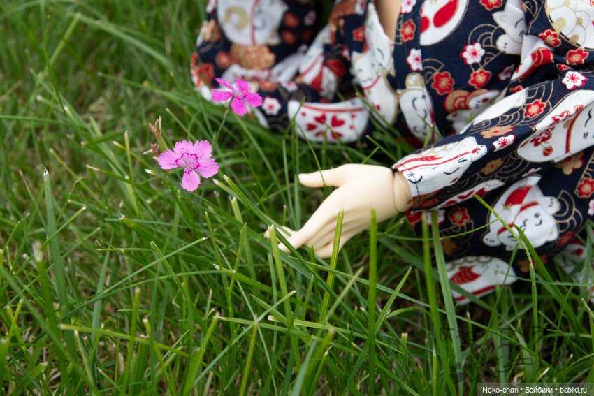 Хлоя любит поваляться на травке (фото 4)