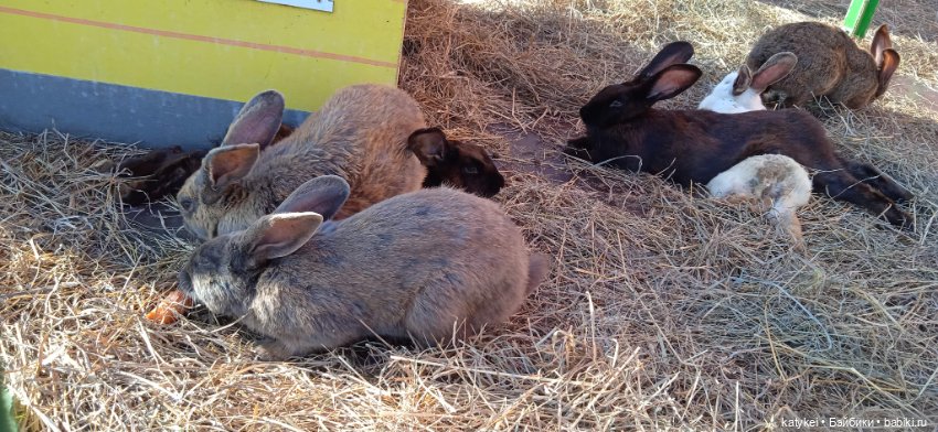 Шмель-стайл Кошечка — Коллекционные игрушки и фигурки: Lego (фото 8)