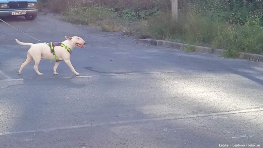 Ринго и середина августа — Куклы Pipos (Пипос): BJD (БЖД) (фото 8)