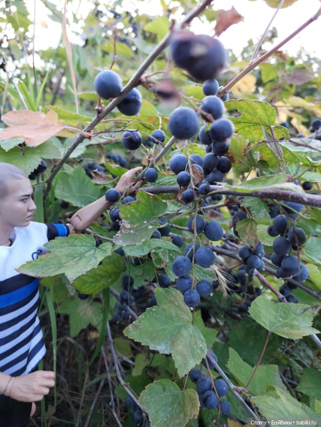 Куклопарни с моей куклополки (фото 2)