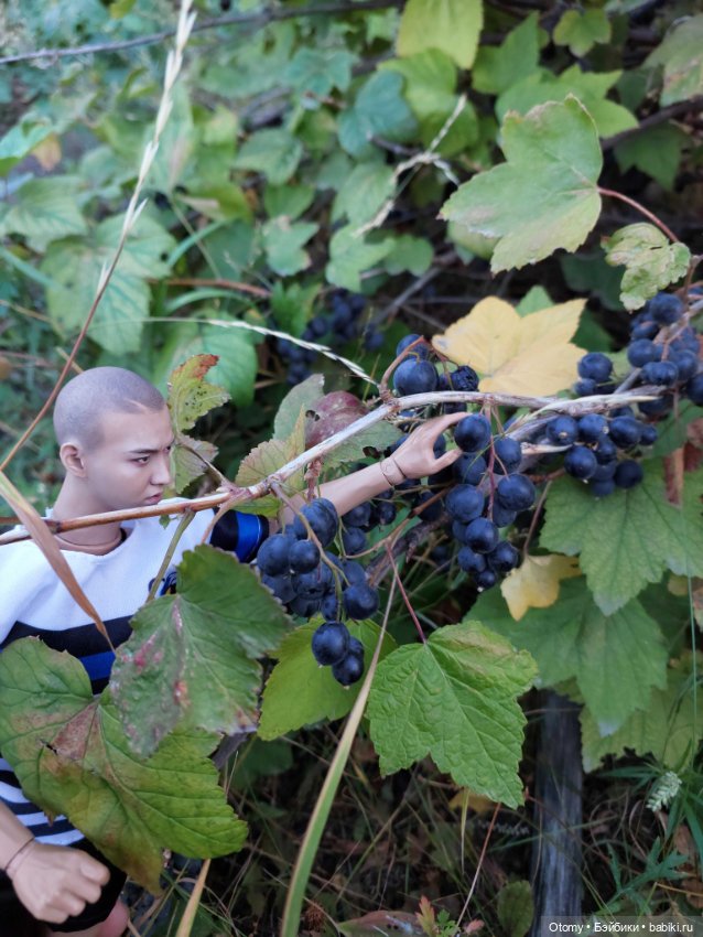 Куклопарни с моей куклополки (фото 4)