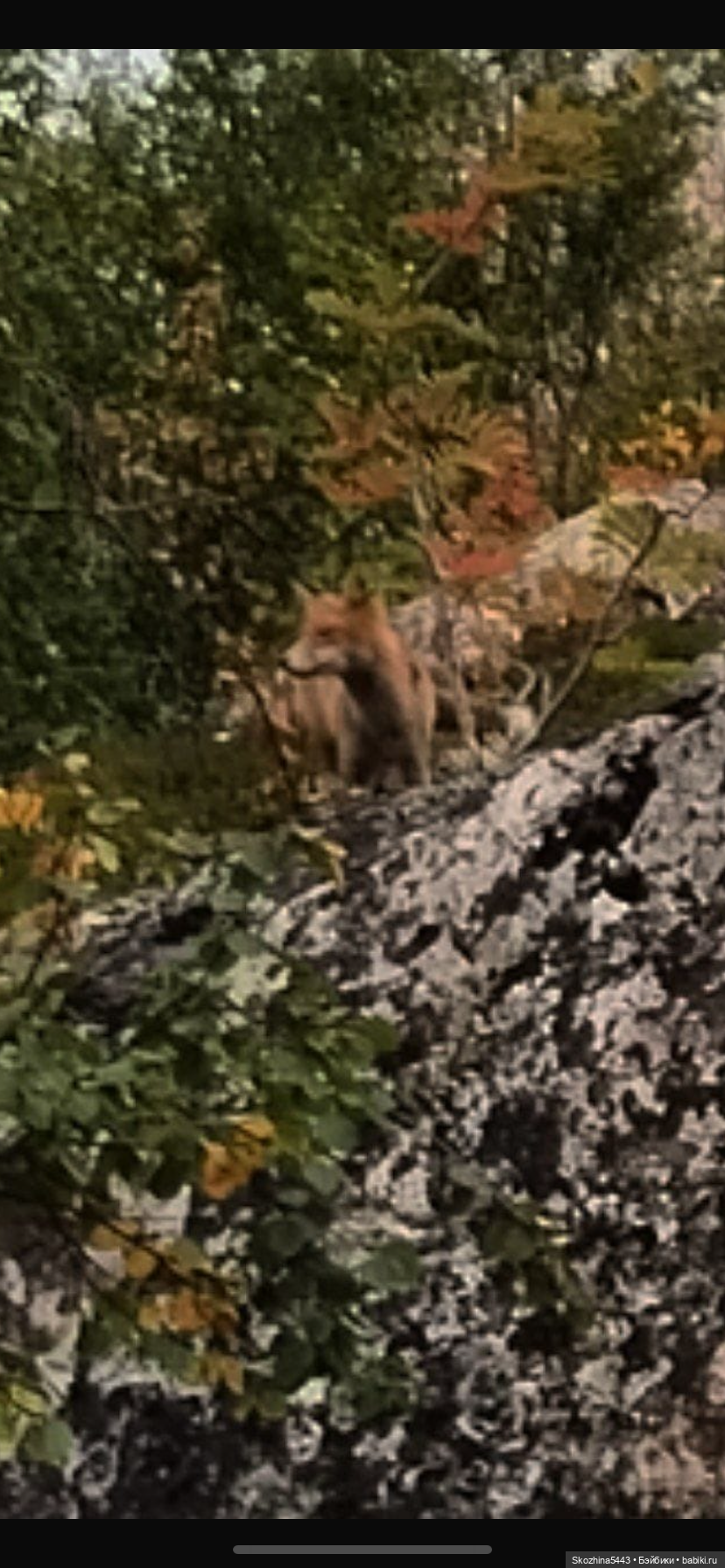 Прогулка с Айей от zwergnase