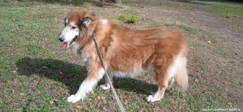 Попался который кусался — Коллекционные игрушки и фигурки: Lego