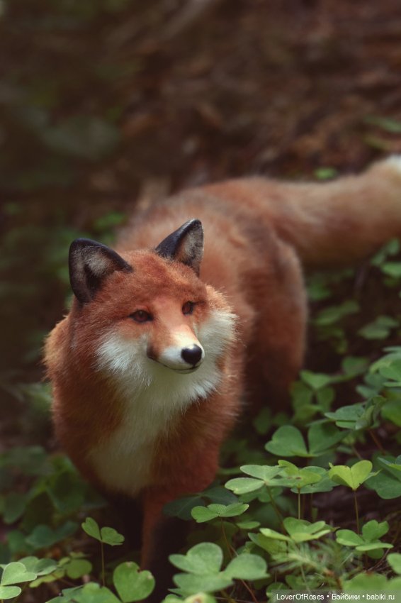 Обретение лисы — Фотоистории с куклами BJD (БЖД): сериалы (фото 2)