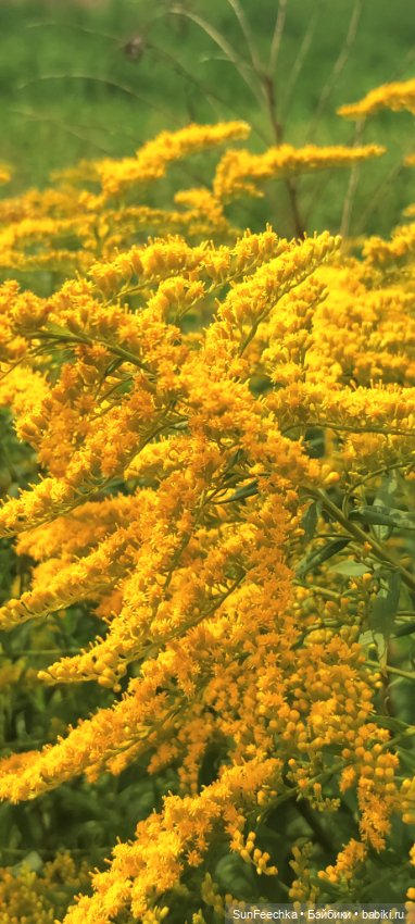 Велотур с Гошей по родным просторам