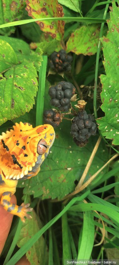 Велотур с Гошей по родным просторам