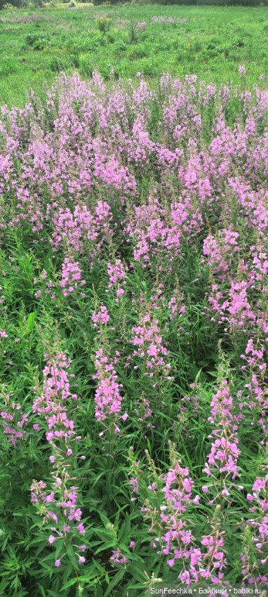 Велотур с Гошей по родным просторам