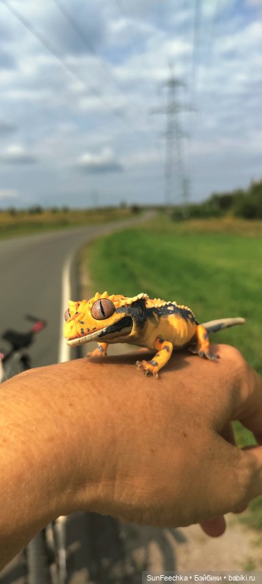 Велотур с Гошей по родным просторам (фото 2)