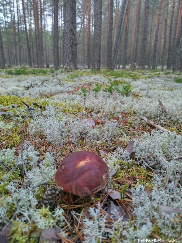 Маша и грибы — Коллекционные игрушки и фигурки: Lego