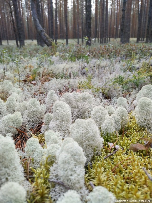 Маша и грибы — Коллекционные игрушки и фигурки: Lego