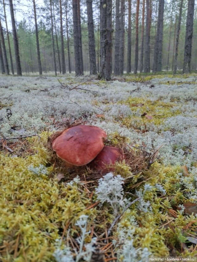 Маша и грибы — Коллекционные игрушки и фигурки: Lego