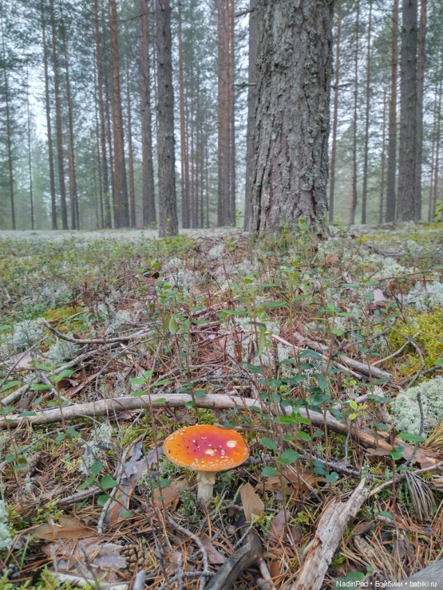 Маша и грибы — Коллекционные игрушки и фигурки: Lego