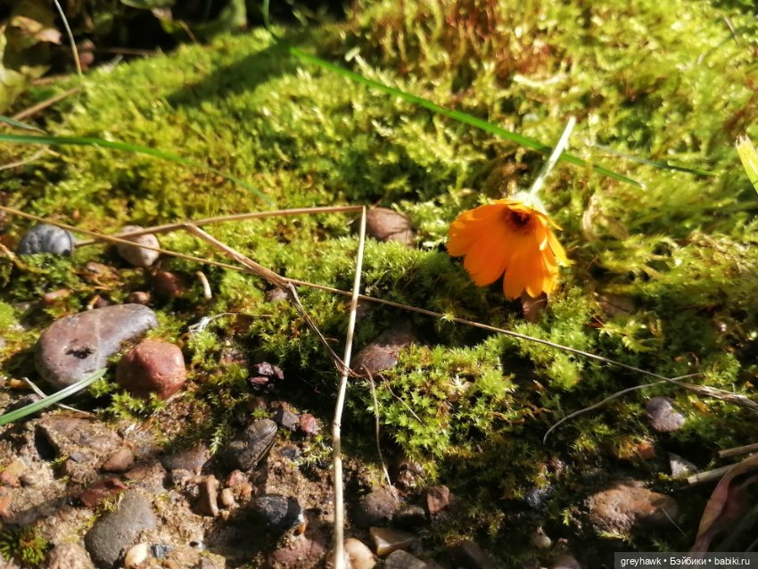 Лесные духи — Куклы Harry Potter (Гарри Поттер) Mattel: Wizarding World