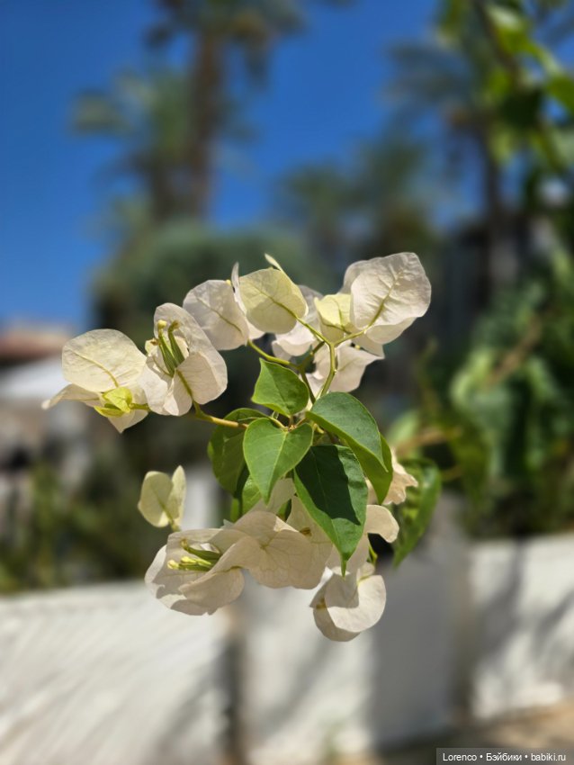 В гостях хорошо! Турция 2024 (фото 10)