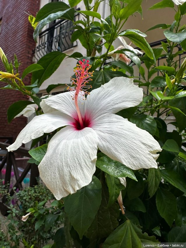 В гостях хорошо! Турция 2024