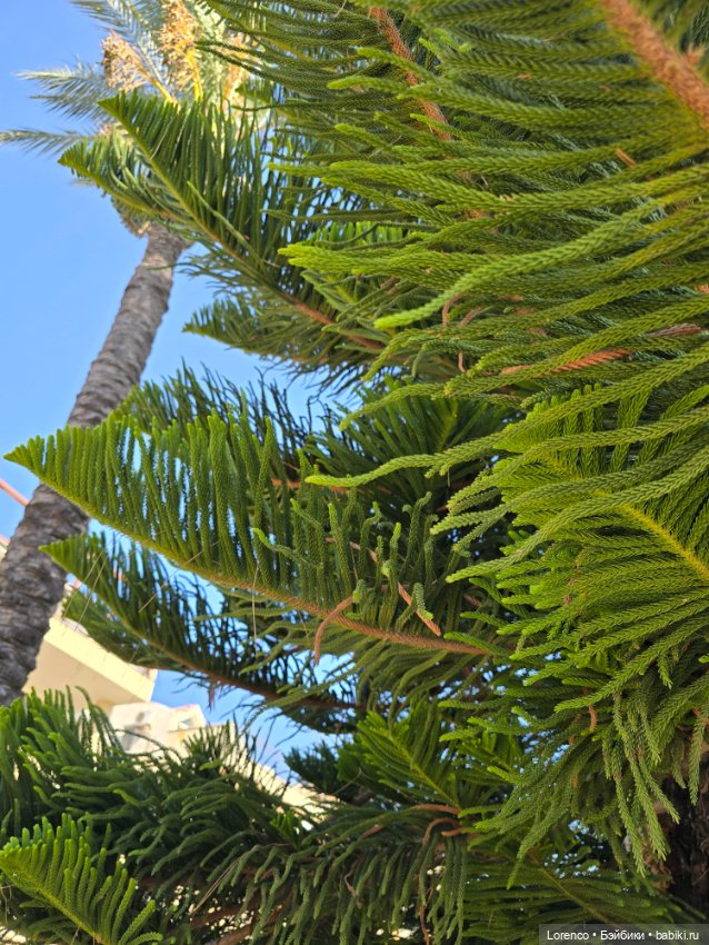 В гостях хорошо! Турция 2024 (фото 8)