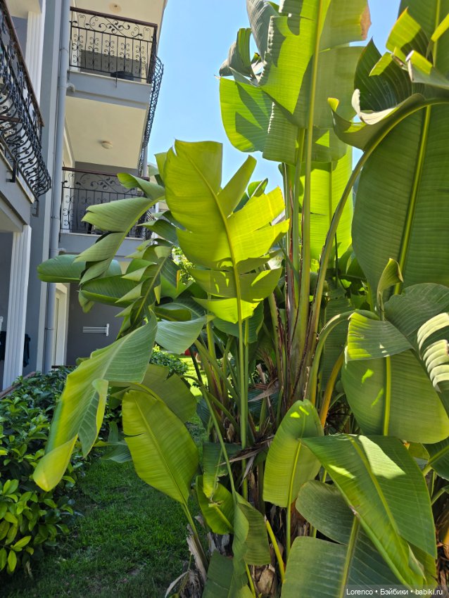 В гостях хорошо! Турция 2024 (фото 6)