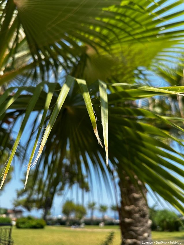 В гостях хорошо! Турция 2024