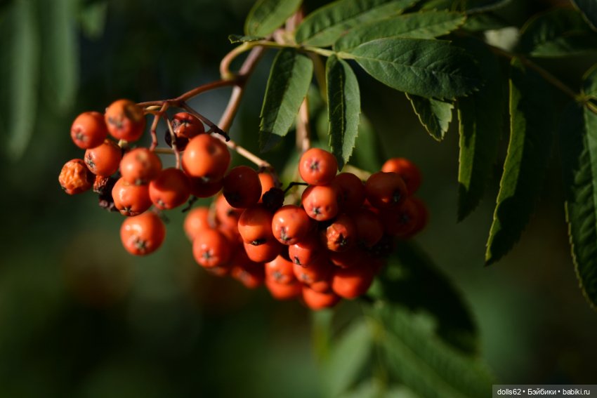 Вот и лето заканчивается — Куклы Fairyland (ФэйриЛэнд): BJD (БЖД) (фото 6)