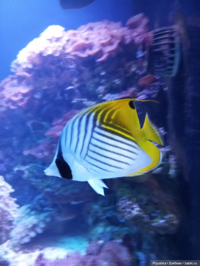 Уля в океанариуме — Куклы Nines d'Onil (Нинес): Миа (Mia)