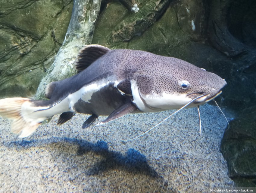 Уля в океанариуме — Куклы Nines d'Onil (Нинес): Миа (Mia)