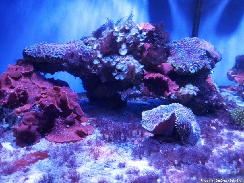 Уля в океанариуме — Куклы Nines d'Onil (Нинес): Миа (Mia) (фото 4)