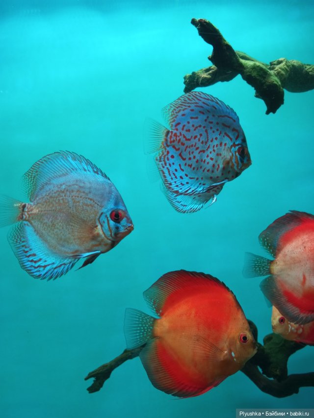 Уля в океанариуме — Куклы Nines d'Onil (Нинес): Миа (Mia)