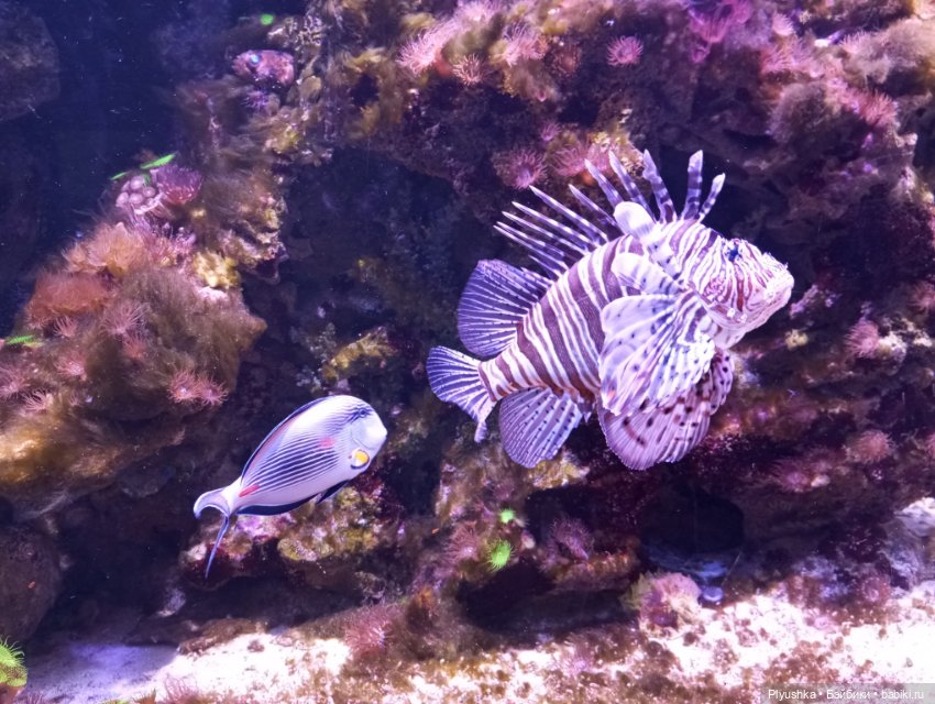 Уля в океанариуме — Куклы Nines d'Onil (Нинес): Миа (Mia) (фото 6)